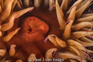 Deceptive Beauty

Sea anemone with an inviting voluptuo... by Peet J Van Eeden 